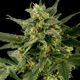 10180 - Auto PIneapple Gum  10 u. fem. Black Skull Seeds