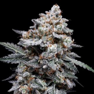 25771 - Auto Patrick Swayze  3 u. fem. DNA Genetics