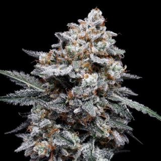 21380 - Auto Patrick Swayze  5 u. fem. DNA Genetics