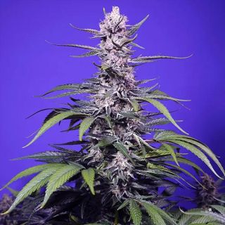 26498 - Auto Permanent Marker XL  3+1 u. fem. Sweet Seeds