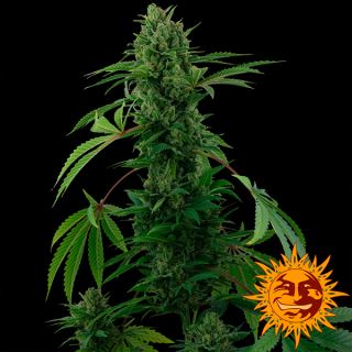 Auto Pineapple Express fem.  1 u. Barney's