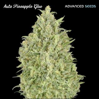 8130 - Auto Pineapple Glue   1 u. fem. Advanced Seeds