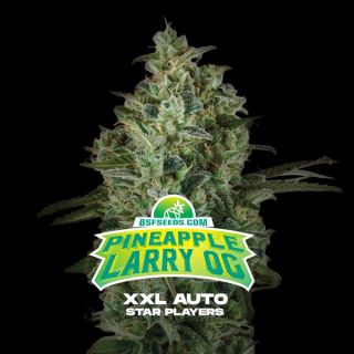 25593 - Auto Pineapple Larry OG XXL  4 u. fem BSF Seeds