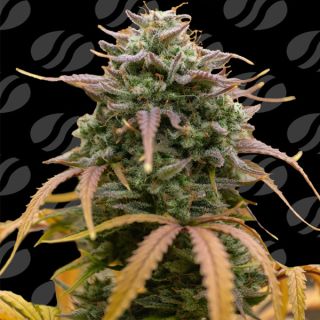 25145 - Auto Pineapple Pulse  3 u. fem. Original Sensible