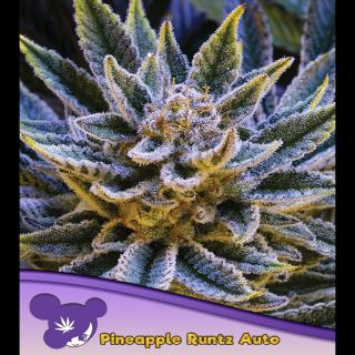 21619 - Auto Pineapple Runtz  3 u. fem Anesia