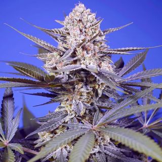 24427 - Auto Pineapple Slush XL   5+2 u. fem. Sweet Seeds