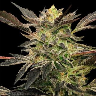 17615 - Auto Pink Sunset  "by Sherbinskis"  3 ud Silent Seeds