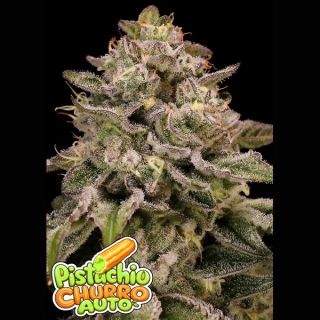 26665 - Auto Pistachio Churro  3 u. fem Anesia