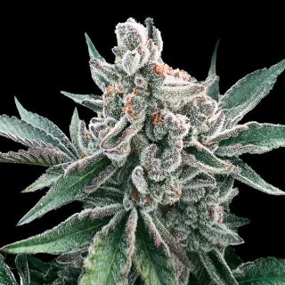 17620 - Auto Polar Gelato  "by Sherbinskis"   10 ud Silent Seeds