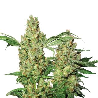 Auto Pure Power Plant  5 u. fem. Nirvana