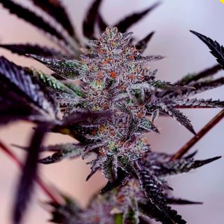 17227 - Auto Purpe Cherry 1 u. fem. Positronics Seeds