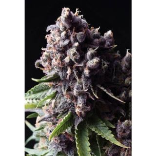 Auto Purple  1 u. blister x  12 u. fem. Pyramid Seeds