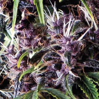 5421 - Auto Purple  3 u. fem. Pyramid Seeds