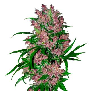 11354 - Auto Purple Bud  1 u. fem. White Label