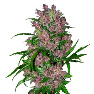 6572 - Auto Purple Bud  3 u. fem. White Label