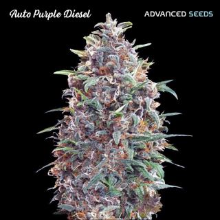 Auto Purple Diesel   1 u. fem. Advanced Seeds