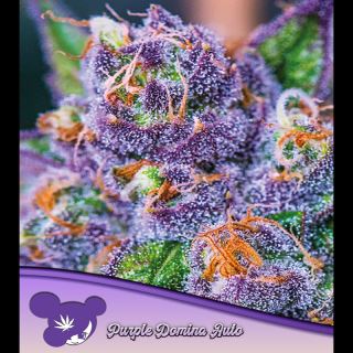 Auto Purple Domina  3 u. fem Anesia