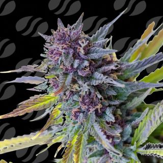 Auto Purple Lemon Tree XL  Limited Editon  1 u. fem. Original Sensible