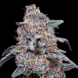 25772 - Auto Purple People Eater  3 u. fem. DNA Genetics