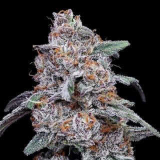 21382 - Auto Purple People Eater  5 u. fem. DNA Genetics