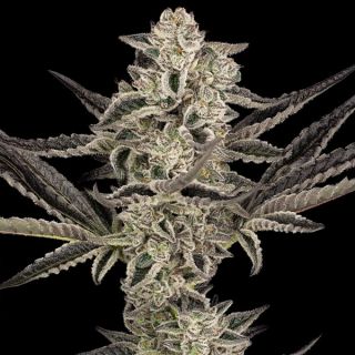 25060 - Auto Purple Pickle   3 u. fem. Sensi Seeds Research