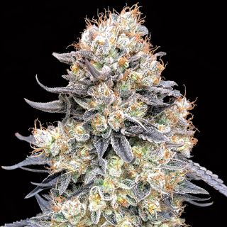 27379 - Auto Purple Punch   1 u. fem. 00 Seeds