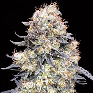 14432 - Auto Purple Punch   3 u. fem. 00 Seeds