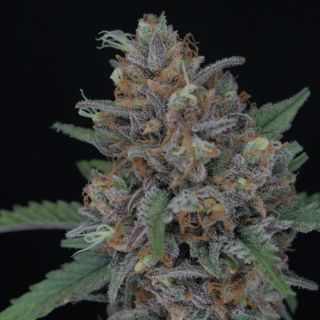 23281 - Auto Purple Punch 1 u. fem Pure Instinto