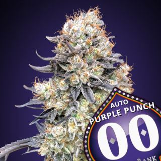 Auto Purple Punch 100 u. fem. 00 Seeds