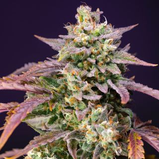 Auto Purple Punch OG XL   3+1 u. fem. Sweet Seeds