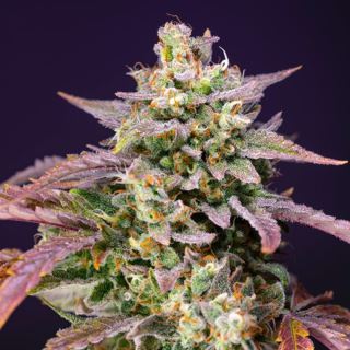 19710 - Auto Purple Punch OG XL  25 u. fem. Granel Profesionales Sweet Seeds