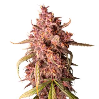 Auto Purple Punch fem.  3 u. Seedstockers