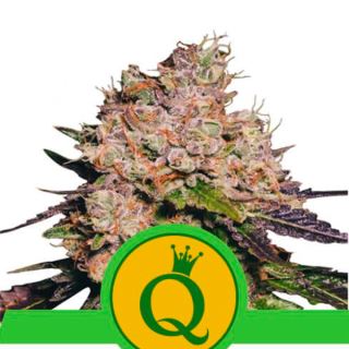 Auto Purple Queen  1 u. fem. Royal Queen