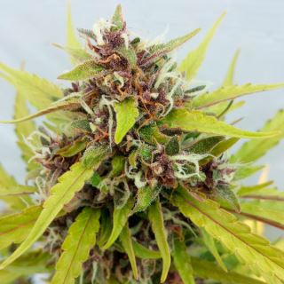 5331 - Auto Purple Ryder 10 u. fem. Seedsman (Agotado en origen)