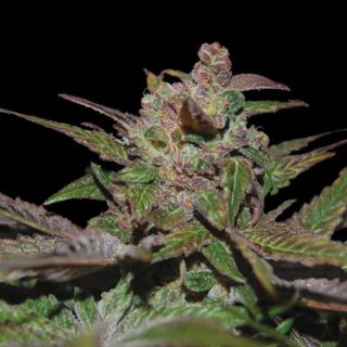 25773 - Auto Purple Wreck  3 u. fem. DNA Genetics