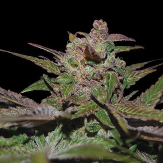 21365 - Auto Purple Wreck 10 u. fem. DNA Genetics