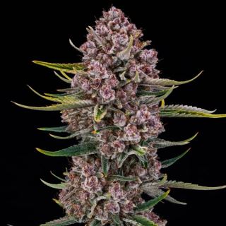 27092 - Auto Purplenade XL   3 ud Silent Seeds