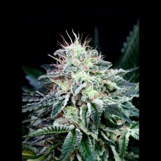 Auto Radical 1u fem. Absolute Cannabis Seeds