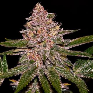 18434 - Auto Radical Juice 3 u. fem. Ripper Seeds