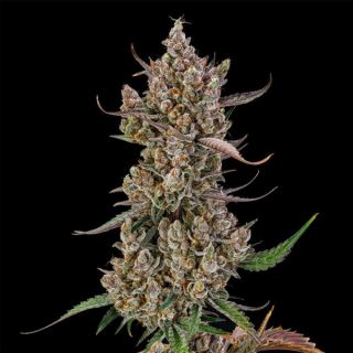 27096 - Auto Rainbow Breath   5 ud Silent Seeds