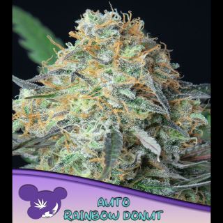 Auto Rainbow Donut  3 u. fem Anesia