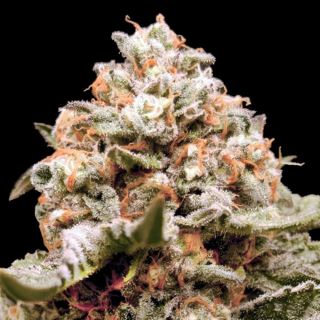 Auto Rainbow Mints   3 u. fem. 00 Seeds