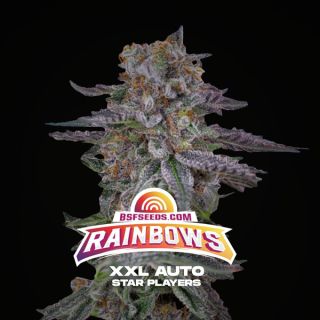 25599 - Auto Rainbows XXL 12 u. fem BSF Seeds