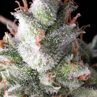 9123 - Auto Ramses  1 u. blister x 12 u. fem. Pyramid Seeds