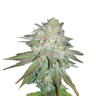 14674 - Auto Raspberry Cough  5 u. fem. Nirvana