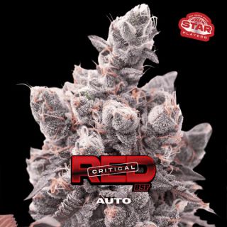 25524 - Auto Red Critical  2 u. fem BSF Seeds