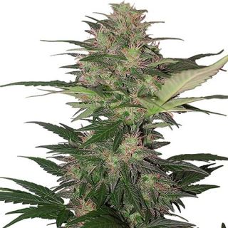 Auto Red Dwarf  1 u. Blister x 10 reg. Buddha Seeds