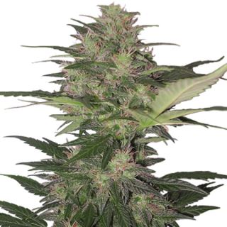 Auto Red Dwarf 3 u. fem. Buddha Seeds