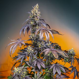 Auto Red Gorilla Girl XL   3+1 u. fem. Sweet Seeds