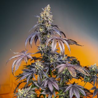 Auto Red Gorilla Girl XL  25 u. fem. Granel Profesionales Sweet Seeds